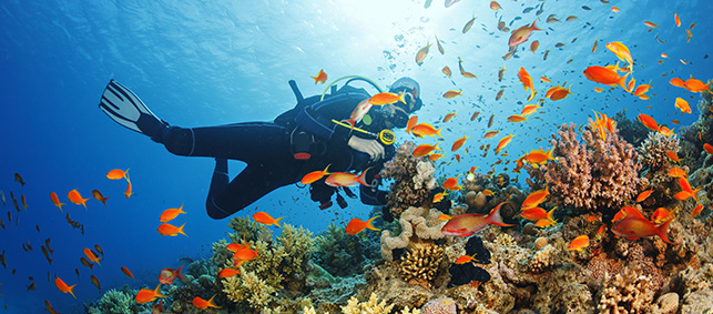 Scuba diver surrounded by fish